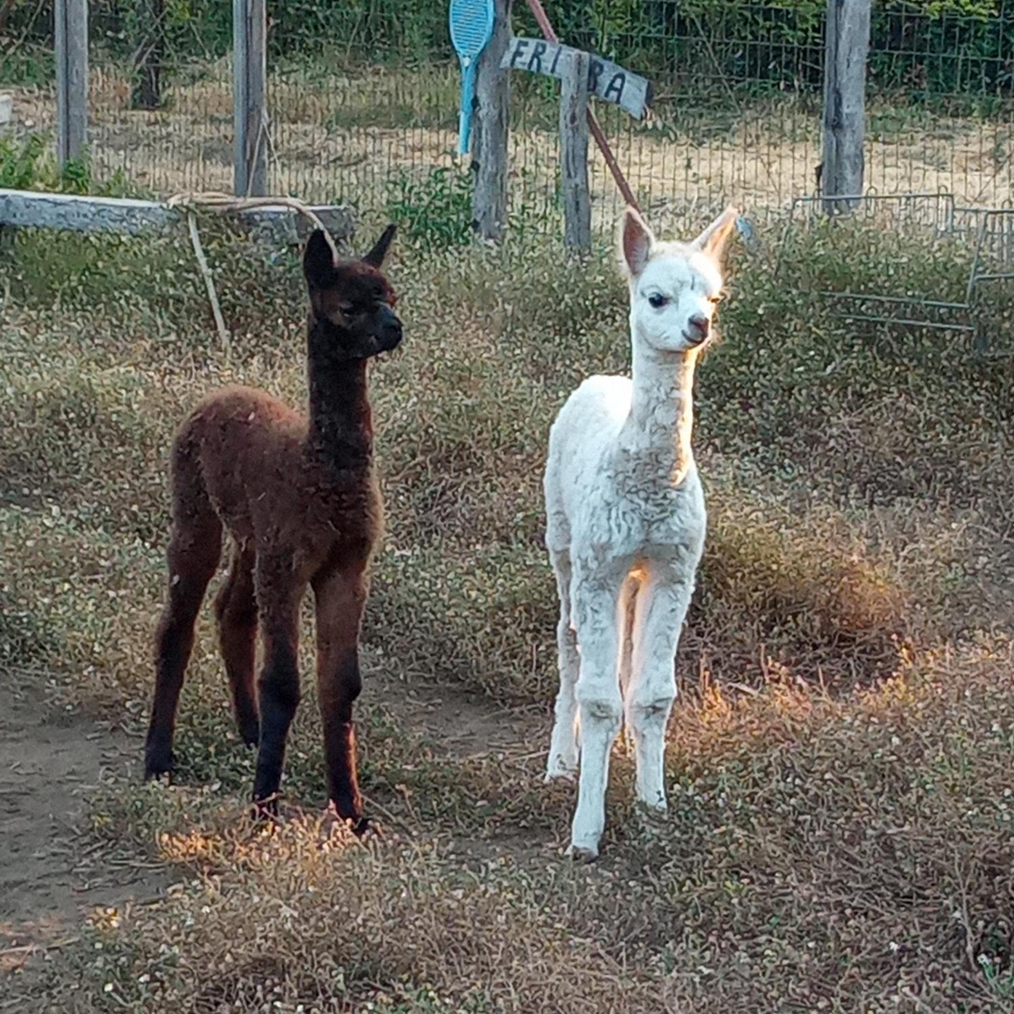 Alpaca Etna Rooms Da Mariagiovanna Linguaglossa Exterior photo